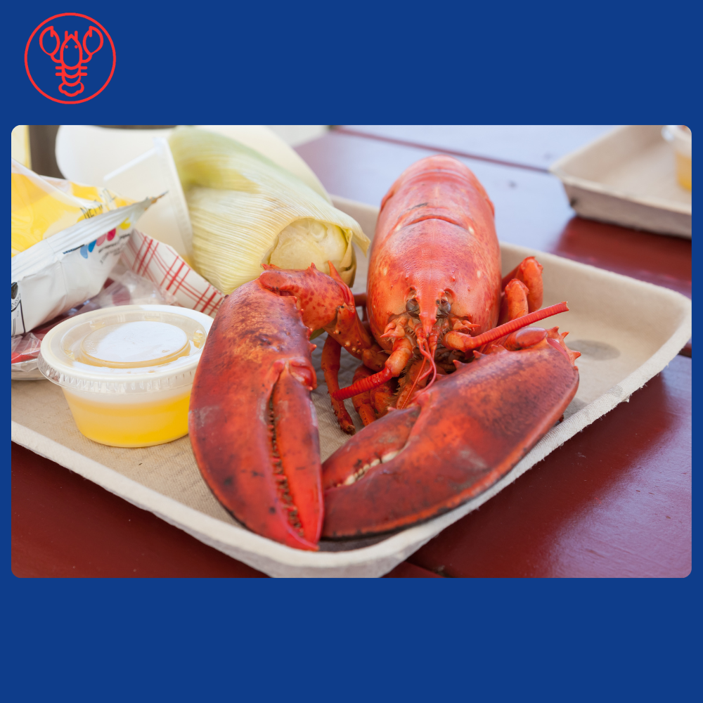 Medium Maine Lobsters (1.25-1.45 lbs)