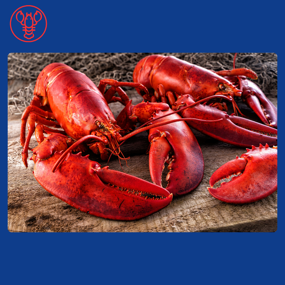 Jumbo Maine Lobsters (2.0-2.25 lbs)