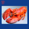 Jumbo XL Maine Lobsters (3.0-3.45 lbs)